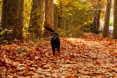 Dog in a forest