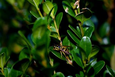 Close-up of yellow jacket on leaf