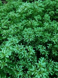 Full frame shot of plants