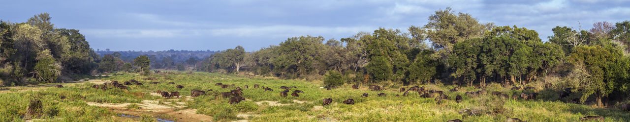 African buffaloes at national park