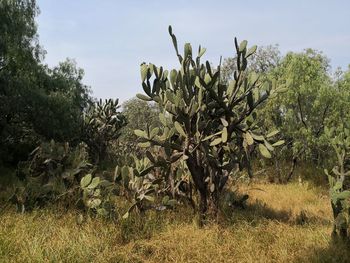 Plants growing on field against sky