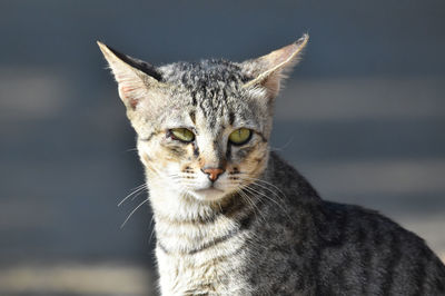 Close-up portrait of cat