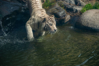 Cat swimming in lake