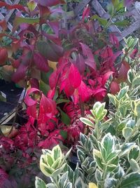 Full frame shot of leaves