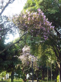 Low angle view of blooming tree