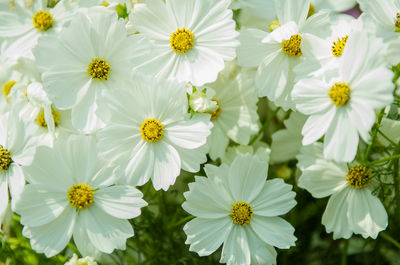 Close-up of white daisy flowers