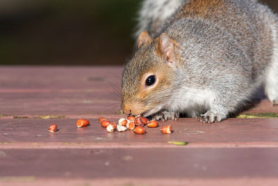 Portrait of a grey squirrel eating nuts off of a picnic table.