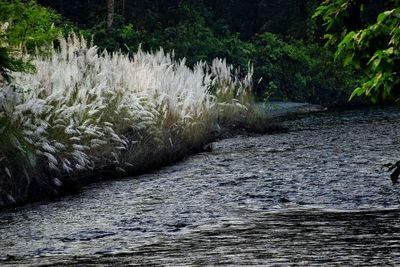 River flowing amidst trees in forest