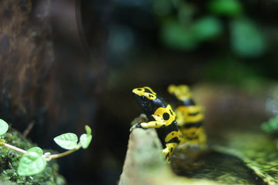 Close-up of frog on leaf