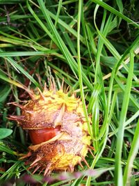 High angle view of crab on grass