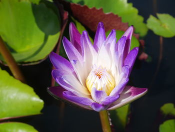 Close-up of purple water lily