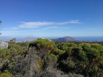 Plants growing on land against sky