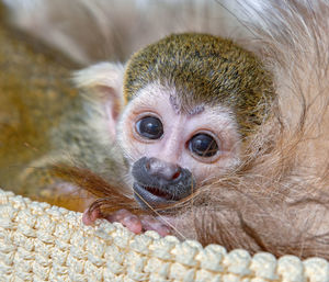 Close-up portrait of young squirrel monkey in knitted bag