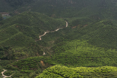 Scenic view of tea plantation in valley