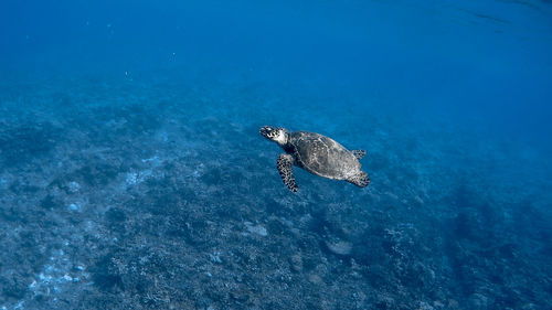 Hawksbill sea turtle at apo reef coral garden