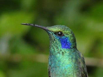 Green violetear-colibri thalassinus in monteverde national park, costa rica