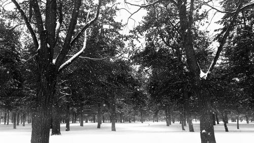 Bare trees on snow covered landscape