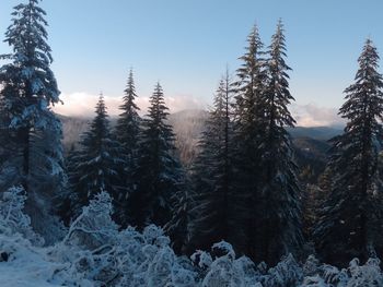 Pine trees in forest during winter