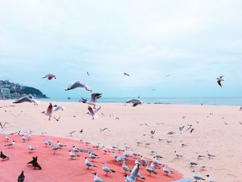 Birds flying over beach against sky