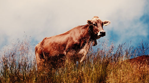 Cow standing in a field