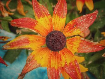 Macro shot of red flower