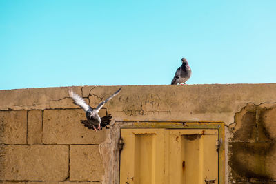 Low angle view of bird perching on wall