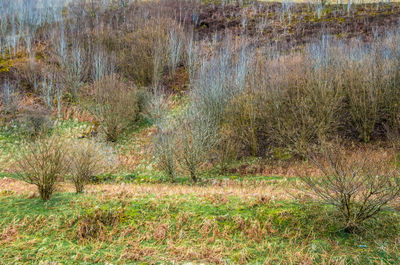 Scenic view of grassy field