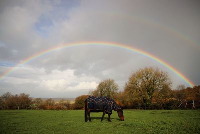 Horse in field with rainbow in background
