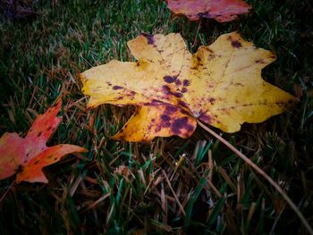 Close-up of dry leaves on field