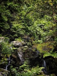 Stream flowing through rocks in forest