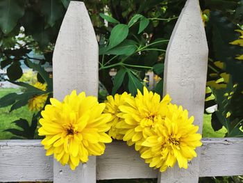 Close-up of yellow flowers