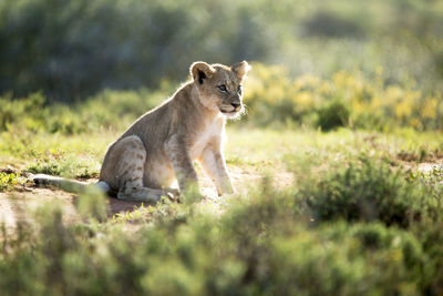 Lion cub sitting on field