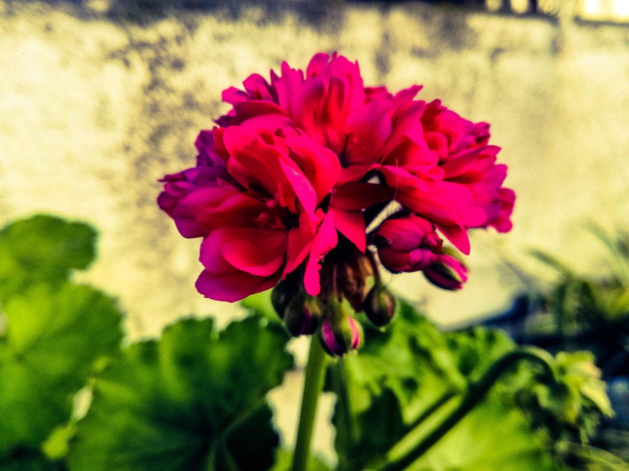 CLOSE-UP OF PINK FLOWER