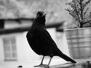 Close-up of bird perching on tree