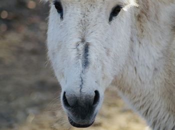 Close-up of donkey