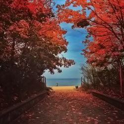 Trees in park during autumn