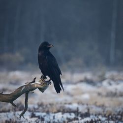 Raven perching on branch during winter