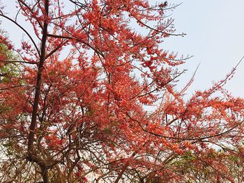 Low angle view of tree against sky