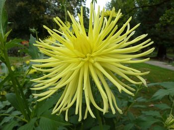 Close-up of yellow flower blooming outdoors