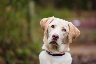 Close-up portrait of dog at park