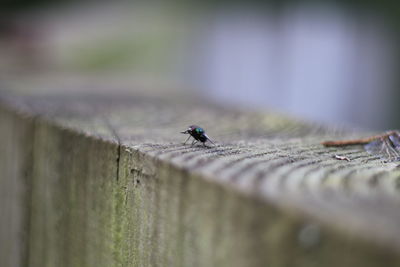 Close-up of fly on wood