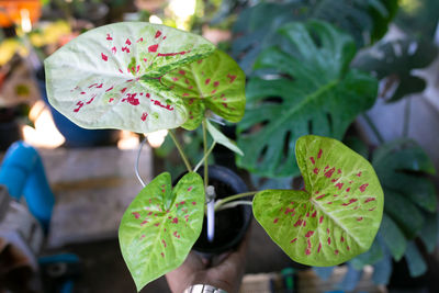 Close-up of potted plant leaves