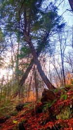 Low angle view of trees against sky