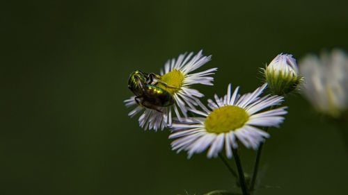 Close-up of bumblebee on flowers