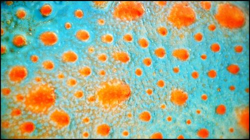 Close-up of yellow flowers