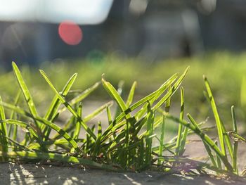 Close-up of grass growing on field