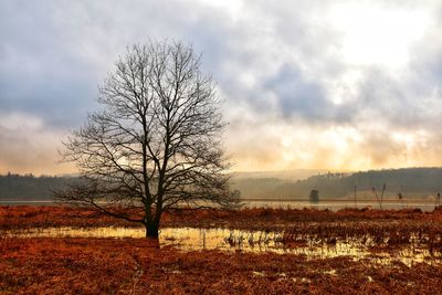 Bare tree on field against sky