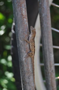 Close-up of lizard on tree trunk