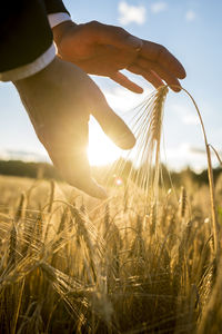 Close-up of wheat growing on field against sky