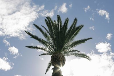 Low angle view of palm tree against sky